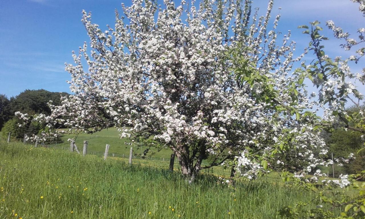 Gite Les Hirondelles Plombières-les-Bains Esterno foto
